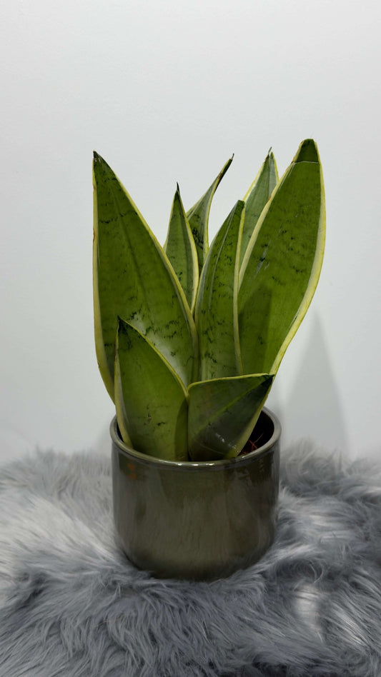Sansevieria Snow White - www.augi-plants.lv