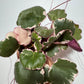 Saxifraga Tricolor - www.augi-plants.lv