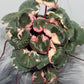 Saxifraga Tricolor - www.augi-plants.lv