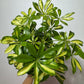 Schefflera Gerda - www.augi-plants.lv
