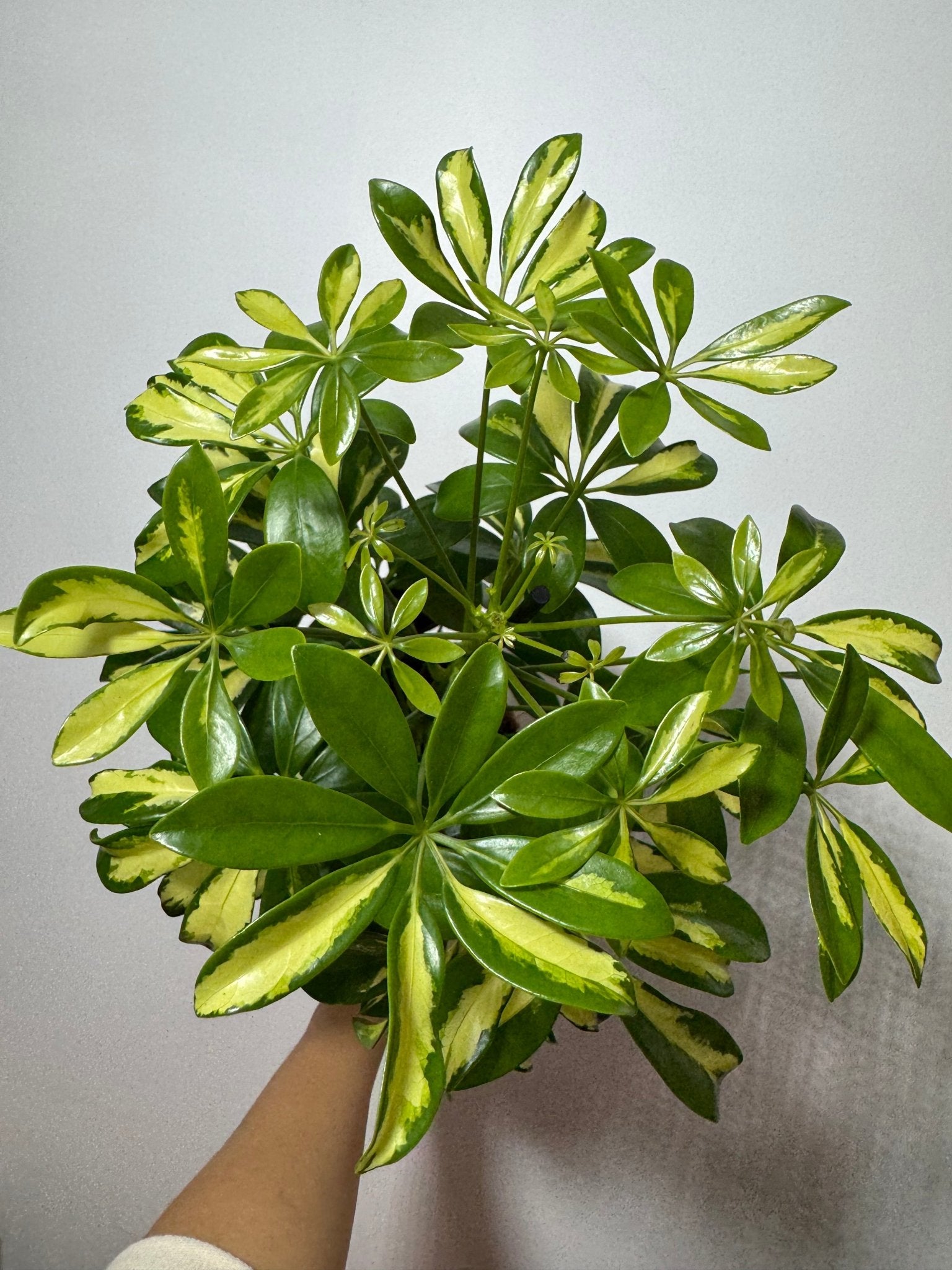 Schefflera Gerda - www.augi-plants.lv