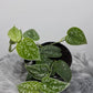 Scindapsus Pictus Silver Ann - www.augi-plants.lv