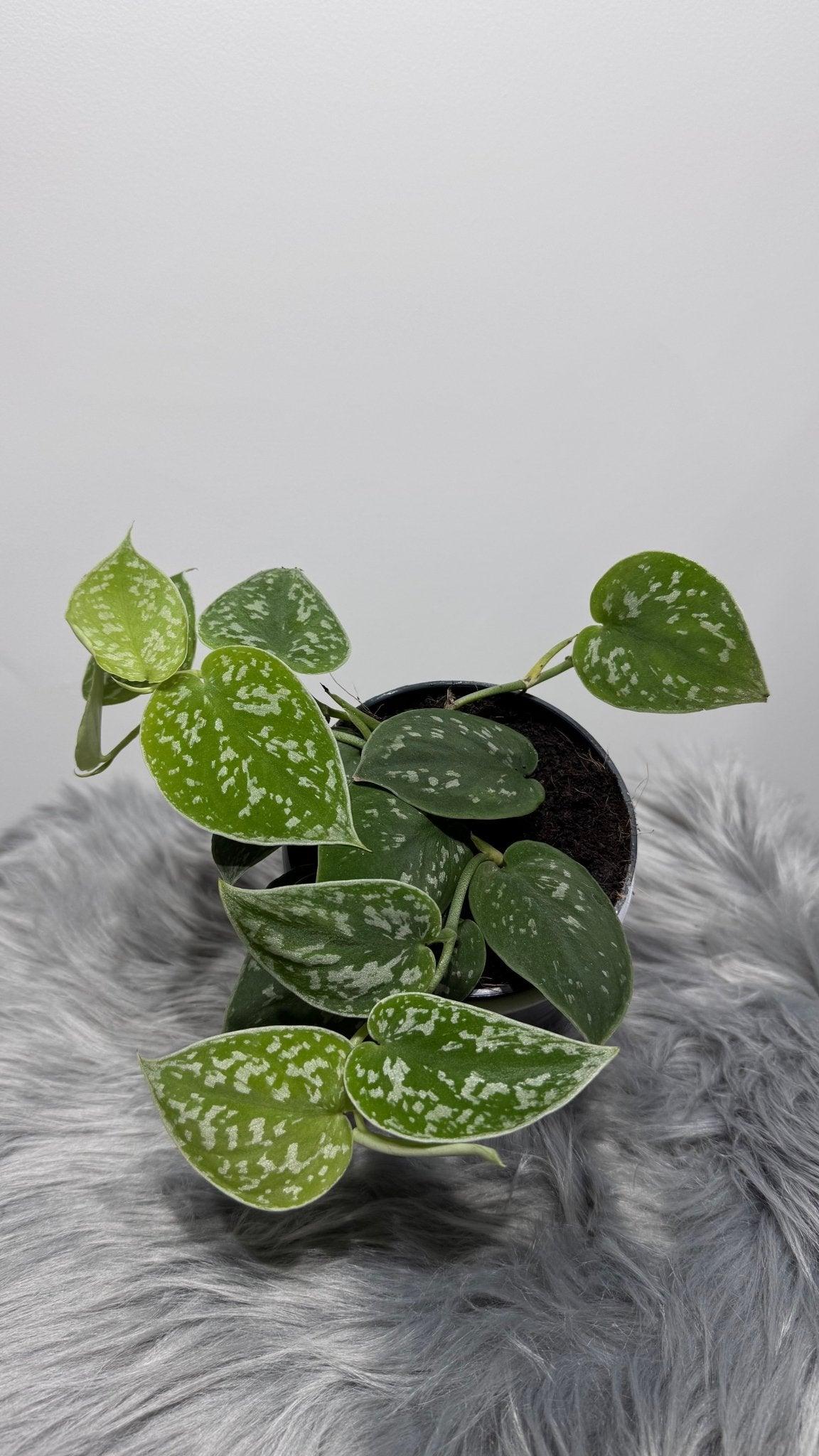 Scindapsus Pictus Silver Ann - www.augi-plants.lv
