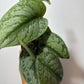 Scindapsus Trebie - www.augi-plants.lv