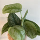 Scindapsus Trebie - www.augi-plants.lv