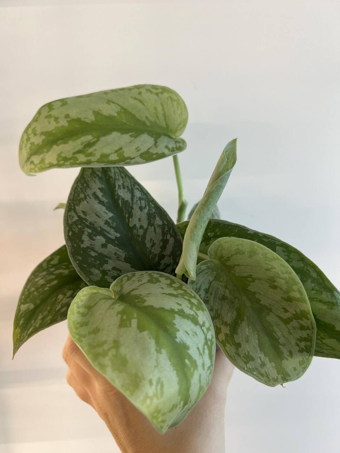 Scindapsus Trebie - www.augi-plants.lv