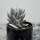 Senecio Haworthii - www.augi-plants.lv