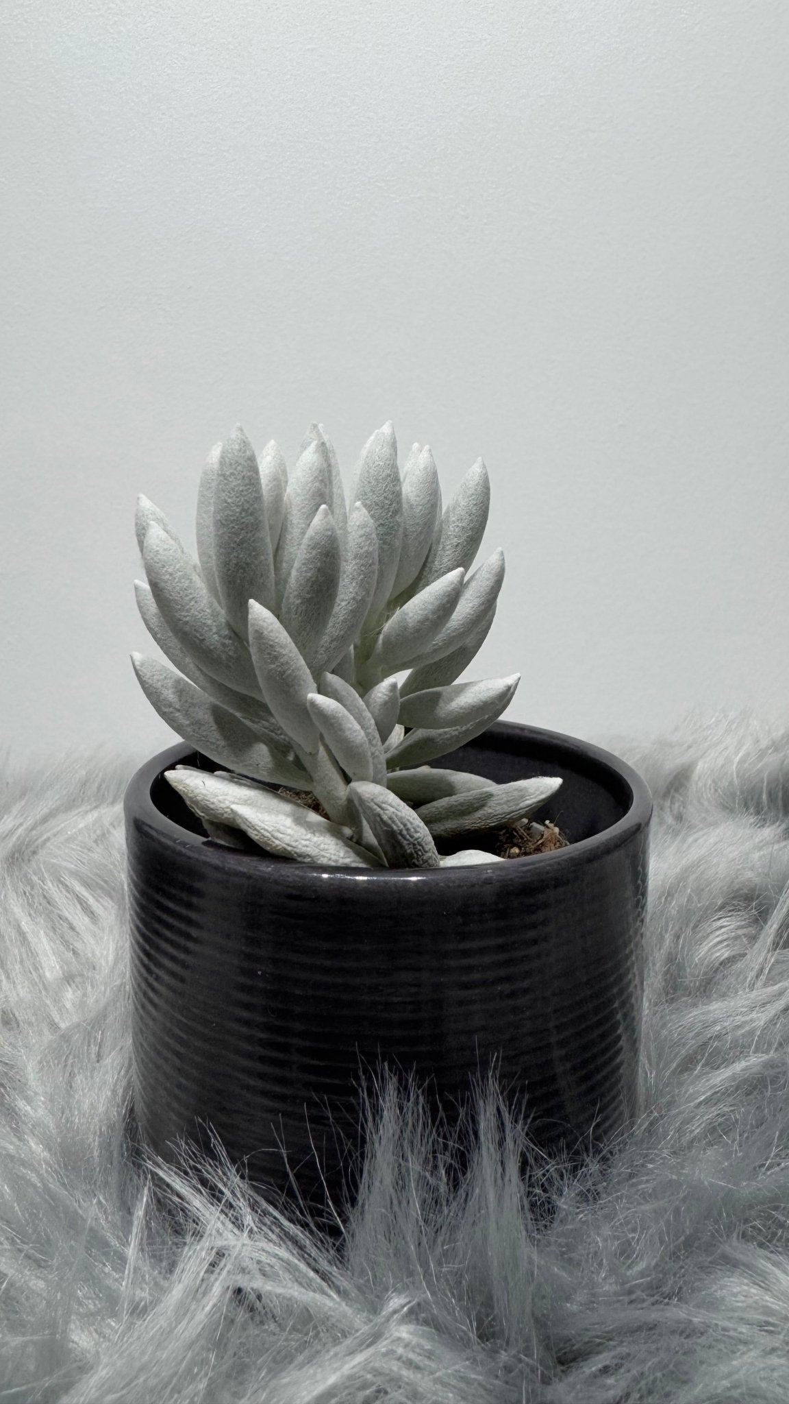Senecio Haworthii - www.augi-plants.lv