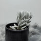Senecio Haworthii - www.augi-plants.lv