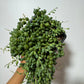 Senecio Herreianus - www.augi-plants.lv
