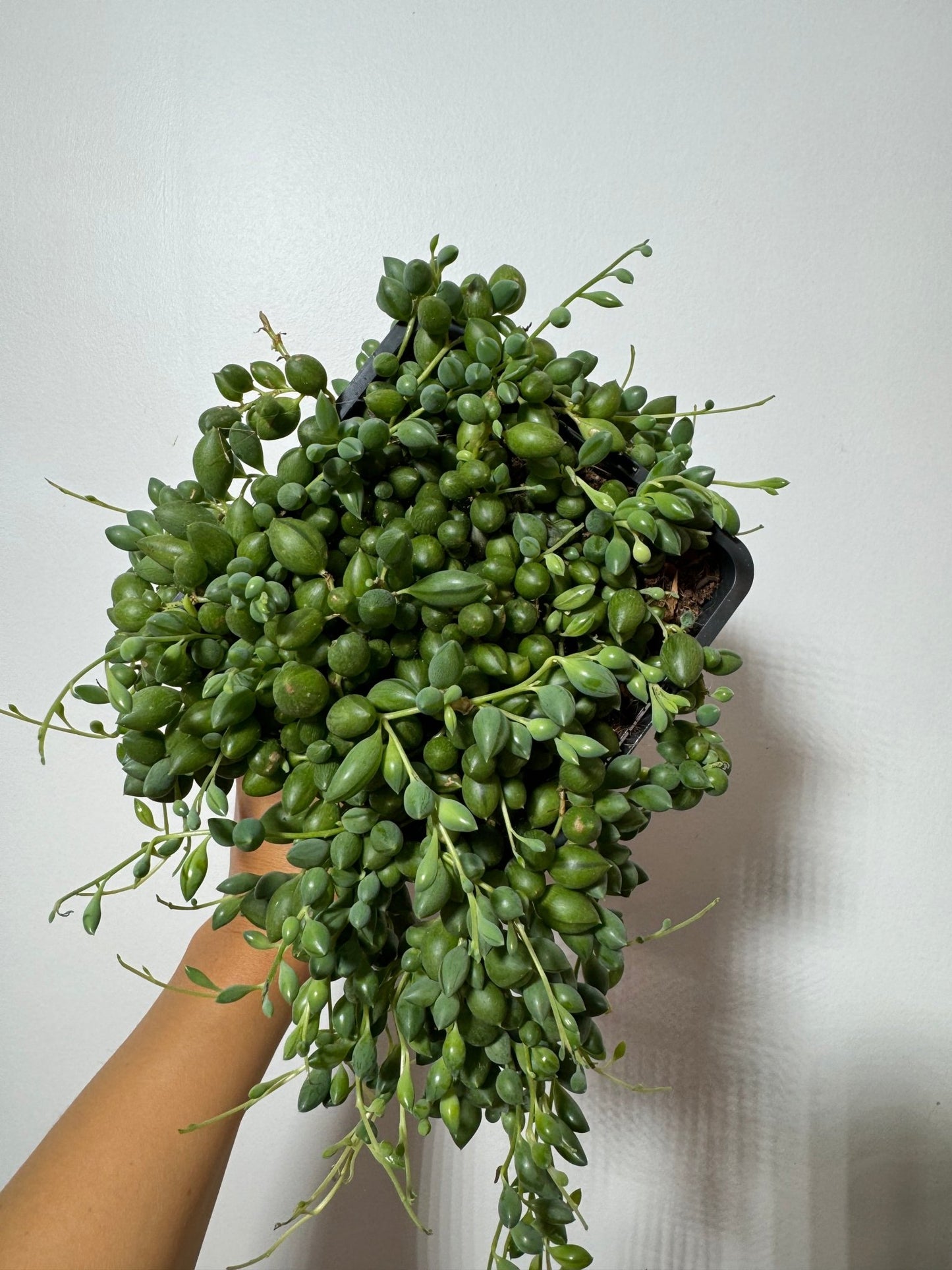 Senecio Herreianus - www.augi-plants.lv