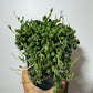 Senecio Herreianus - www.augi-plants.lv