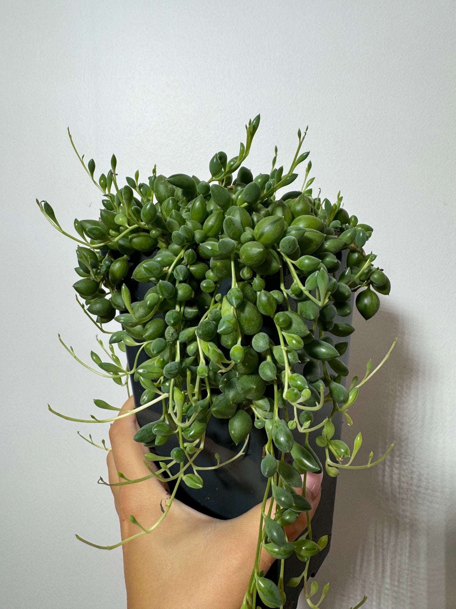 Senecio Herreianus - www.augi-plants.lv