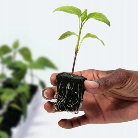 Sēšanas un spraudeņu apsakņošanas kubiki 1gb - www.augi-plants.lv