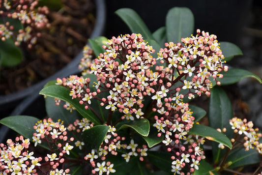 Skimmia Rubella SMARŽO! - www.augi-plants.lv