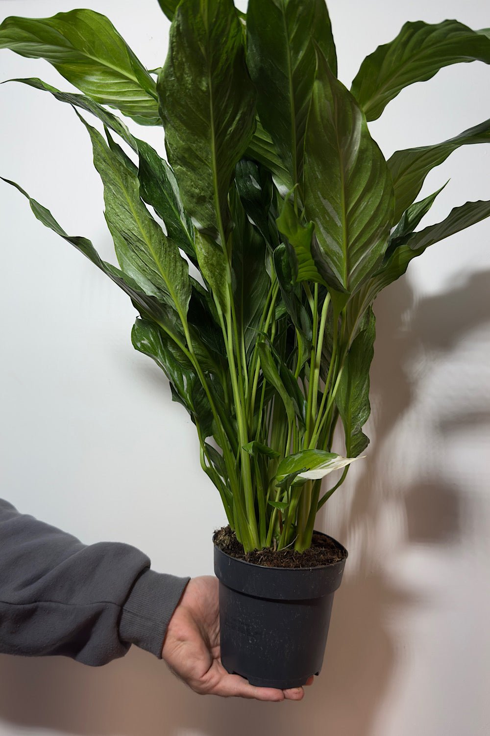 Spathiphyllum Diamond - www.augi-plants.lv