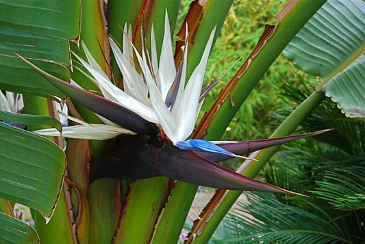 Strelitzia Nicolai - www.augi-plants.lv