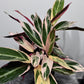 Stromanthe Triostar - www.augi-plants.lv