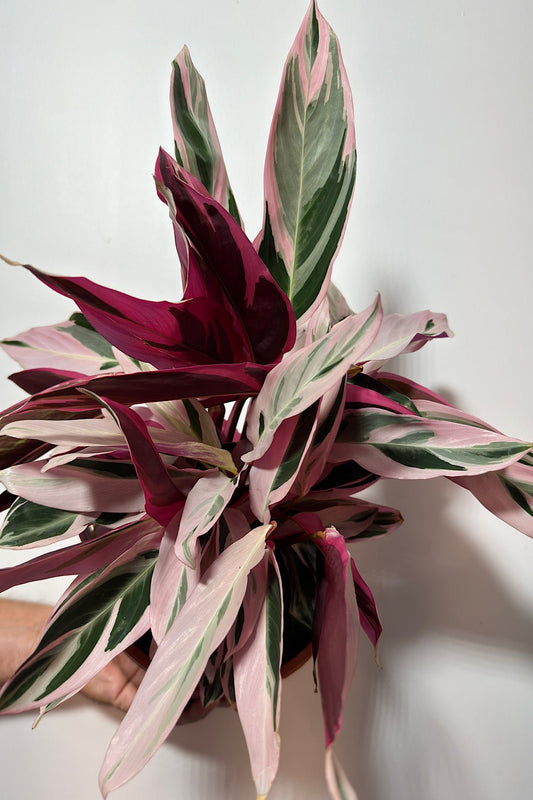 Stromanthe Triostar - www.augi-plants.lv