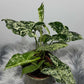 Syngonium Mottled - www.augi-plants.lv