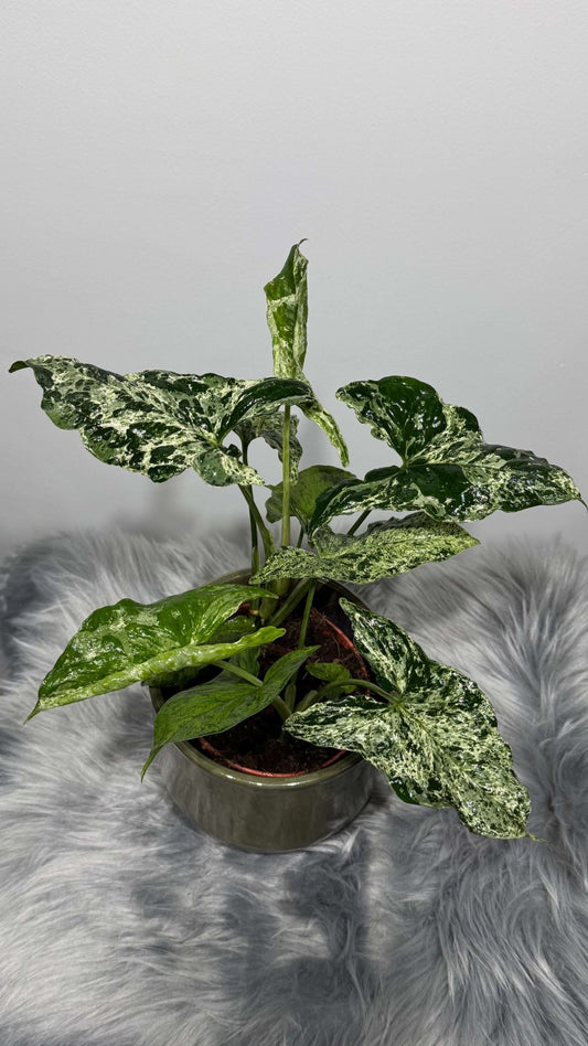 Syngonium Mottled - www.augi-plants.lv