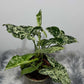 Syngonium Mottled - www.augi-plants.lv