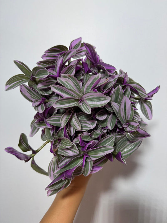Tradescantia Sweetness - www.augi-plants.lv