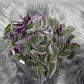 Tradescantia Sweetness - www.augi-plants.lv