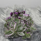 Tradescantia Sweetness - www.augi-plants.lv