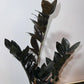 Zamioculcas Raven - www.augi-plants.lv