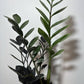 Zamioculcas Raven - www.augi-plants.lv