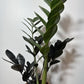 Zamioculcas Raven - www.augi-plants.lv