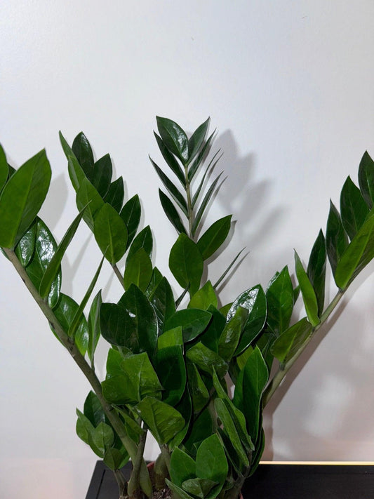 Zamioculcas zamiifolia - www.augi-plants.lv