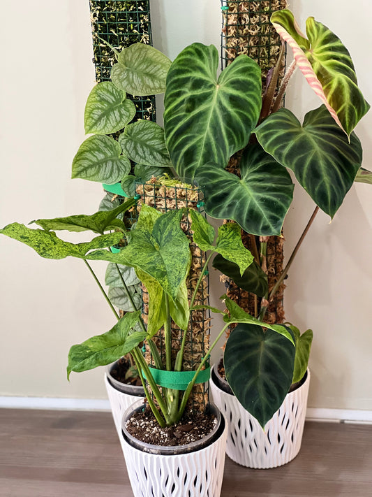 Telpaugu fiksācijas lentes 2m - www.augi-plants.lv