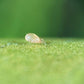 Plēsējērces - www.augi-plants.lv